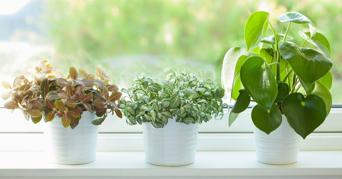 Best Air-Purifying Indoor Plants for Beginners