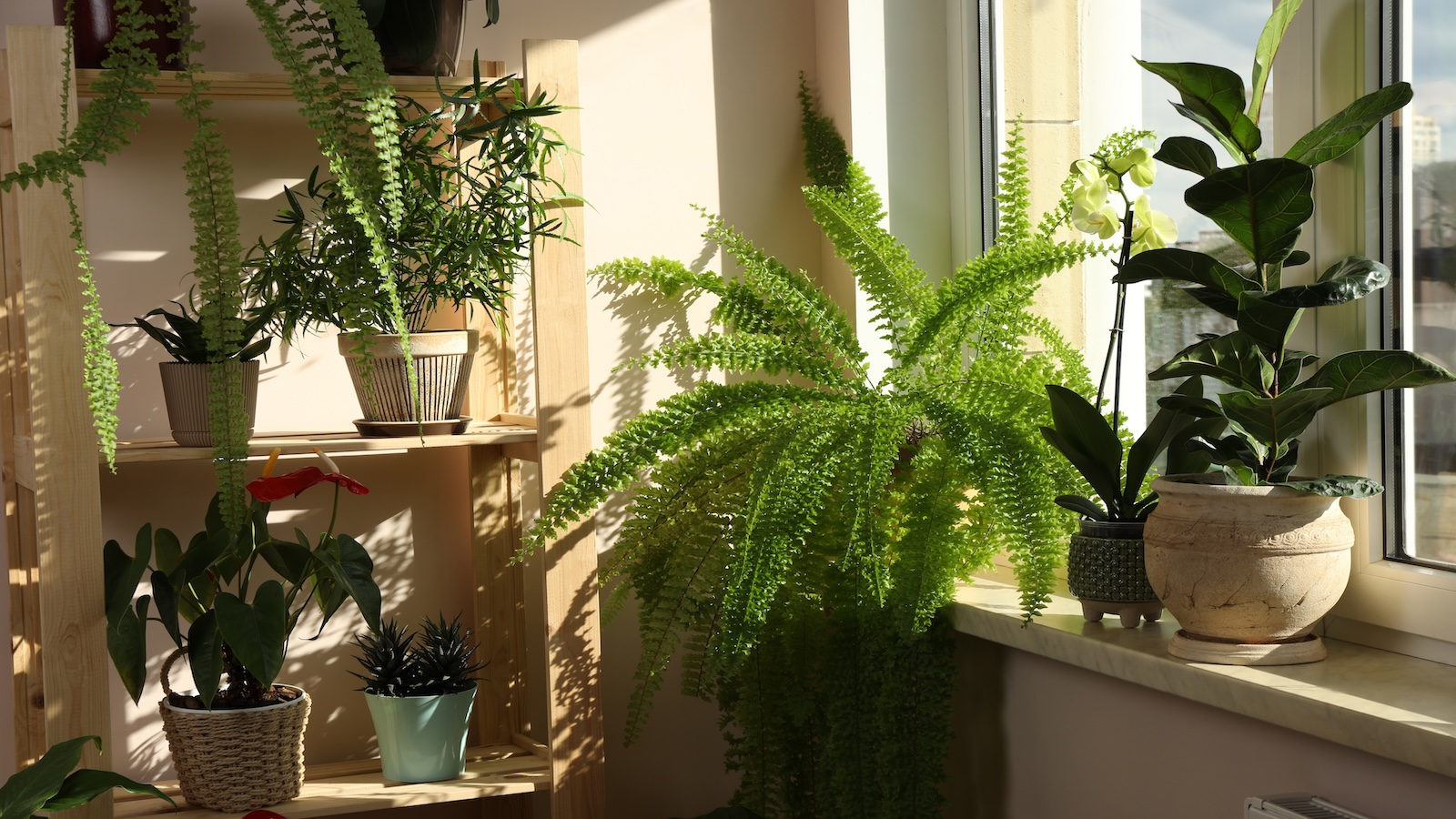 Best Indoor Plants That Freshen Your Living Space